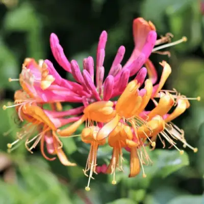 Жимолость ГЕКРОТА в Могилёве