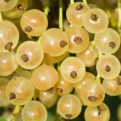 Смородина белая СМОЛЬЯНИНОВСКАЯ в Могилёве