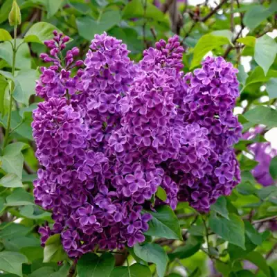 Сирень СУМЕРКИ в Могилёве