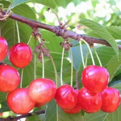 Черешня НАСЛАЖДЕНИЕ в Могилёве