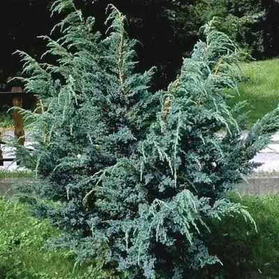 Можжевельник БЛЮ АЛЬПС китайский  в Могилёве