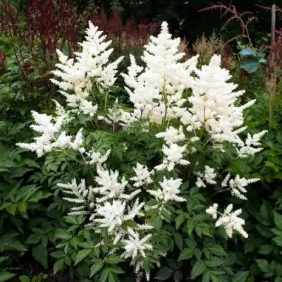 Астильба ДОЙЧЛАНД японская в Могилёве