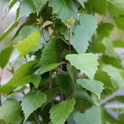 Береза ФАСТИГИАТА повислая  в Могилёве