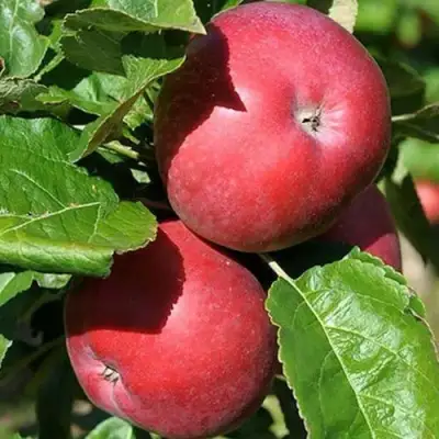 Яблоня СОЗВЕЗДИЕ колонновидная в Могилёве