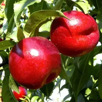 Нектарин ХАРКО в Могилёве