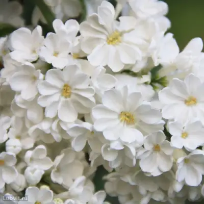 Сирень РОЧЕСТЕР в Могилёве