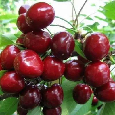 Черешня ГРОНКАВАЯ в Могилёве