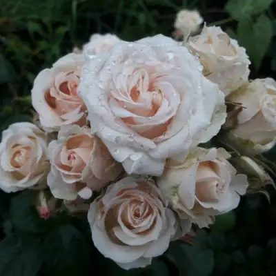 Роза ЯНА спрей в Могилёве