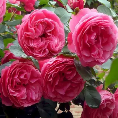 Роза ЛЕОНАРДО ДА ВИНЧИ флорибунда в Могилёве