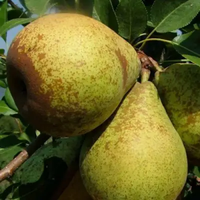 Груша ГЕНЕРАЛ ЛЕКЛЕРК в Могилёве