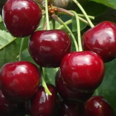 Черешня ГРОНКАВАЯ в Могилёве