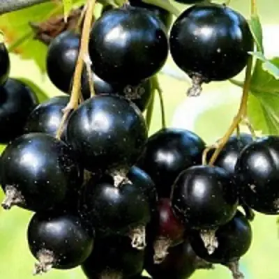 Смородина чёрная СОКРОВИЩЕ в Могилёве