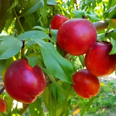 Нектарин НЕКТАРЕД-4 в Могилёве