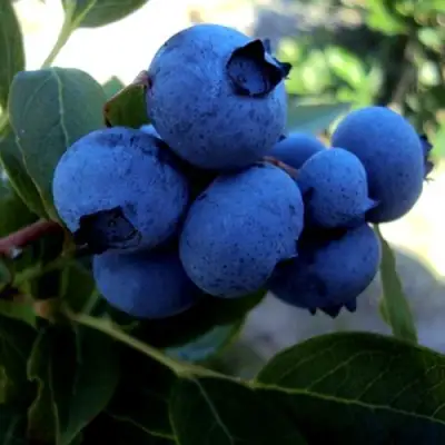 Голубика ДЖЕРСИ в Могилёве