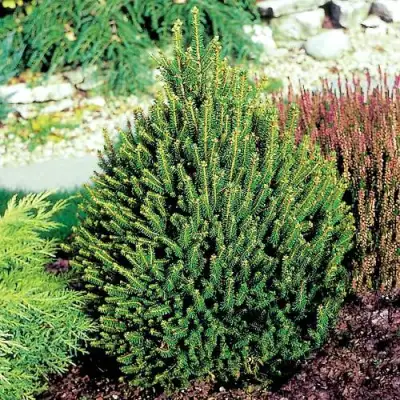 Ель КОМПАКТА обыкновенная в Могилёве