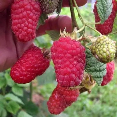 Малина МАРОСЕЙКА в Могилёве