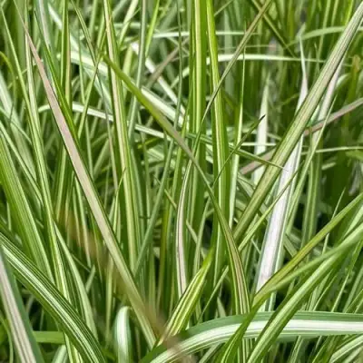 Вейник АВАЛАНШ остроцветковый в Могилёве