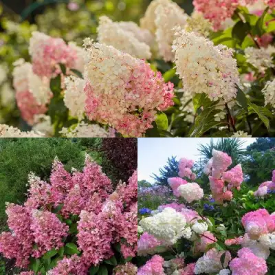 Комплект ЯГОДНОЕ МОРОЖЕНОЕ в Могилёве