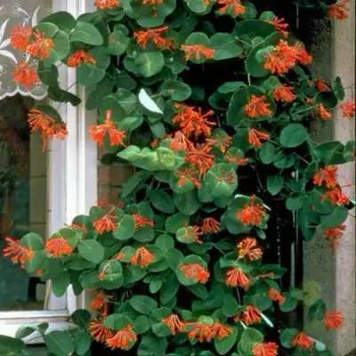 Жимолость ДРОМПОР СКАРЛЕТТ брауна в Могилёве