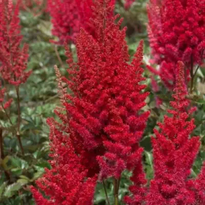 Астильба СКАЙСКРЕЙПЕР китайская в Могилёве