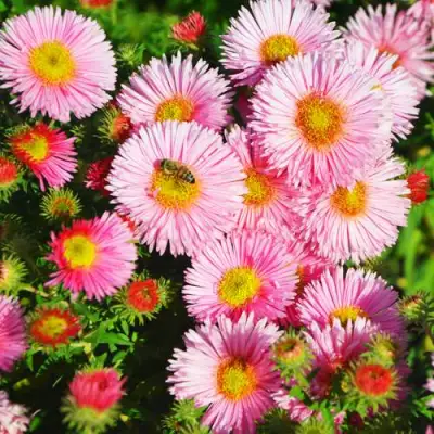 Астра РУДЕЛЬСБУРГ новоанглийская в Могилёве