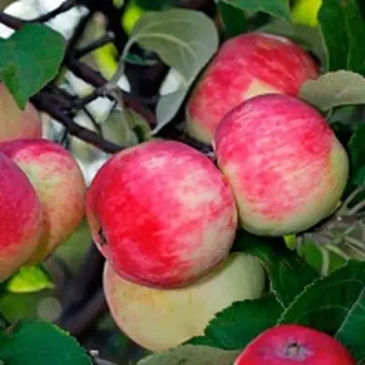 Яблоня СЕРЕБРЯНОЕ КОПЫТЦЕ в Могилёве