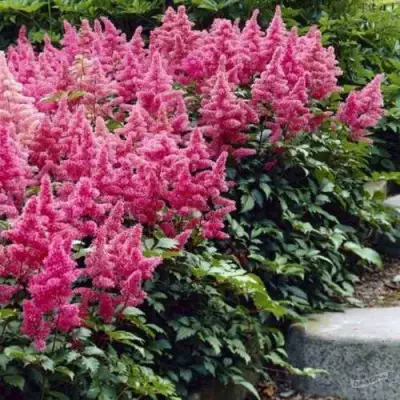 Астильба БОНН японская в Могилёве