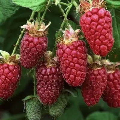 Малина РУБИНОВОЕ ОЖЕРЕЛЬЕ в Могилёве