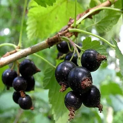 Смородина чёрная БИНАР в Могилёве