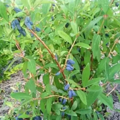 Жимолость съедобная АМФОРА в Могилёве