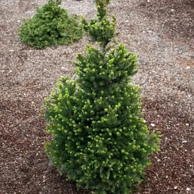 Ель ВИЛС ЦВЕРГ обыкновенная в Могилёве