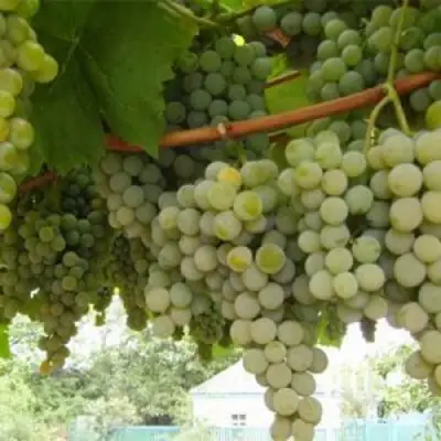 Виноград АНАНАСНЫЙ РАННИЙ в Могилёве