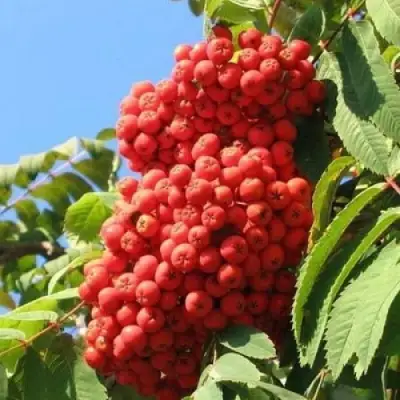 Рябина НЕВЕЖИНСКАЯ сладкоплодная в Могилёве