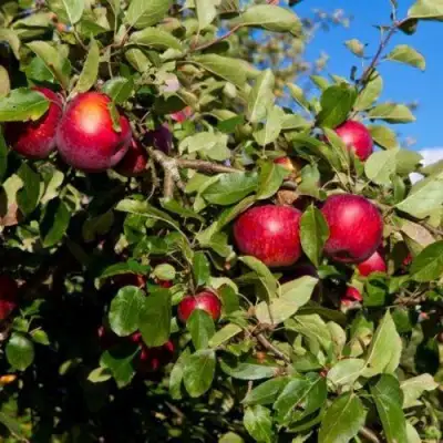 Яблоня СЯБРЫНА в Могилёве