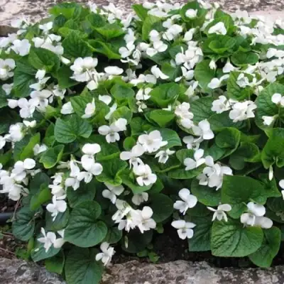 Фиалка АЛЬБИФЛОРА сестринская в Могилёве