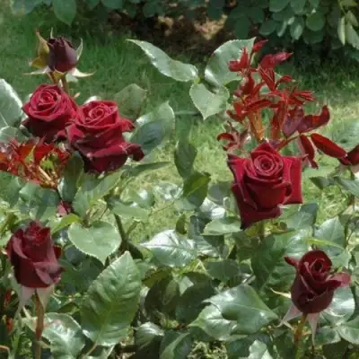 Роза БЛЭК БАККАРА чайно-гибридная в Могилёве