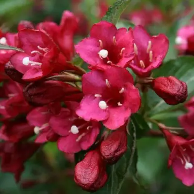 Вейгела ЕВА РАТКЕ в Могилёве