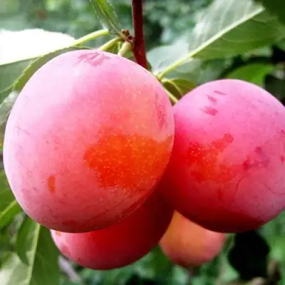 Слива КОМЕТА в Могилёве