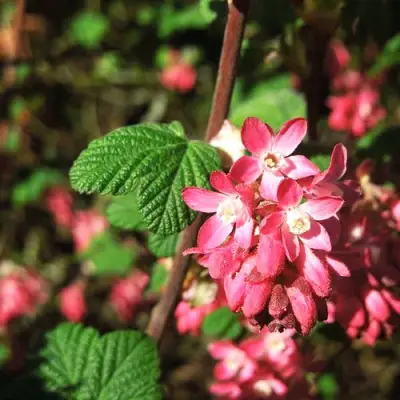 Смородина кроваво-красная ПУЛБОРО СКАРЛЕТ  в Могилёве