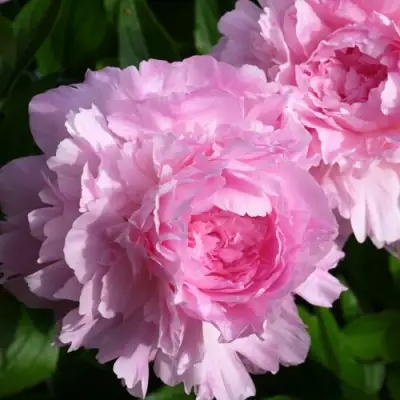 Пион ЛЕТЯЩИЙ ЖУРАВЛЬ травянистый в Могилёве