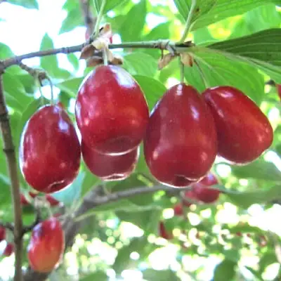 Кизил ЛУКЬЯНОВСКИЙ в Могилёве