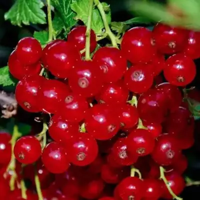 Смородина красная СЕРПАНТИН в Могилёве