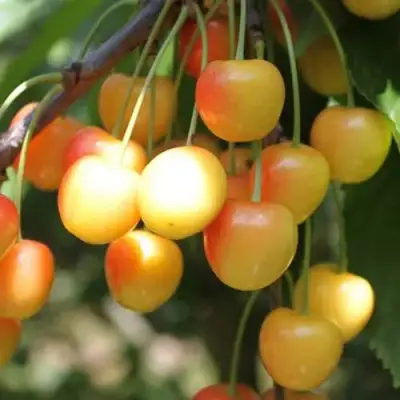 Черешня ЯНТАРНАЯ в Могилёве