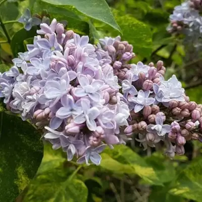 Сирень АУКУБАФОЛИЯ в Могилёве