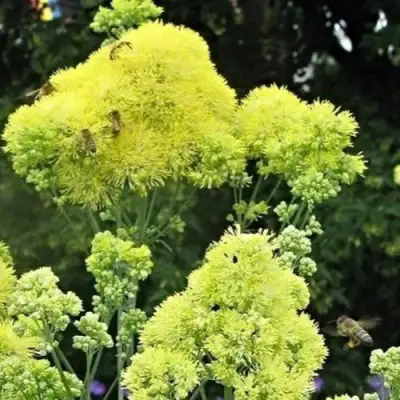Василистник ГЛАУКУМ желтый в Могилёве