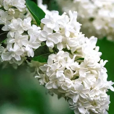 Сирень МАДАМ ЛЕМУАН в Могилёве