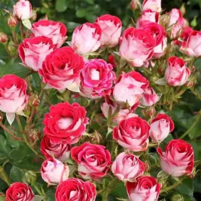 Роза ШОНЕ КОБЛЕНЦЕРИН флорибунда в Могилёве