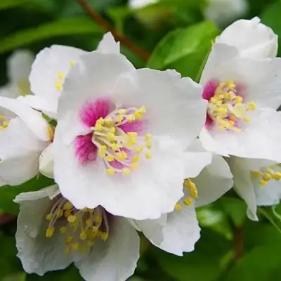 Жасмин БЕЛЬ ЭТУАЛЬ в Могилёве