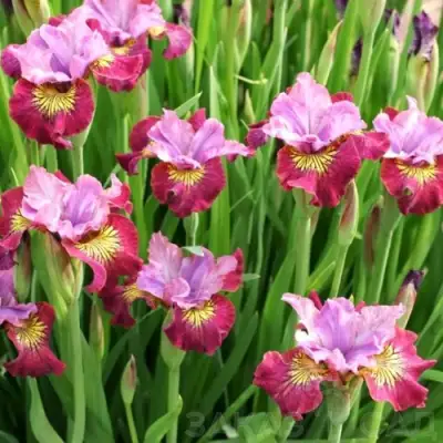 Ирис МИСС ЭППЛ сибирский в Могилёве