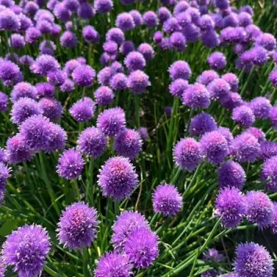 Лук-шнитт в Могилёве